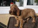 Basset fauve de bretagne Silas