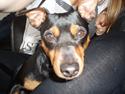 Dvaergpinscher Tyson