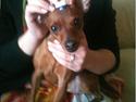 Dvaergpinscher Hera