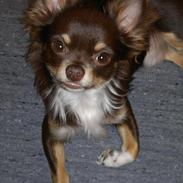 Chihuahua High Fly Justin Time Valentino