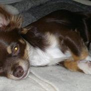 Chihuahua High Fly Justin Time Valentino