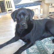 Labrador retriever Quato<33