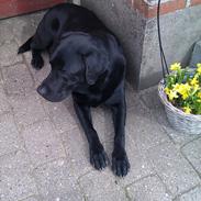 Labrador retriever Quato<33