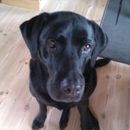 Labrador retriever Quato<33