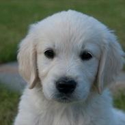 Golden retriever Sasha<3 <3 