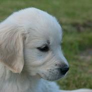 Golden retriever Sasha<3 <3 