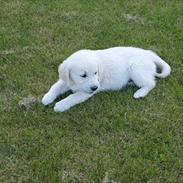 Golden retriever Sasha<3 <3 