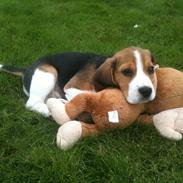 Beagle Kato / Fairytosh Frodo Baggins