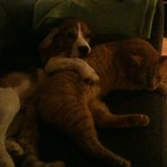 Beagle Kato / Fairytosh Frodo Baggins