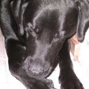 Labrador retriever Quato<33