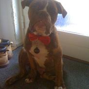 Olde english bulldogge Ferdinand