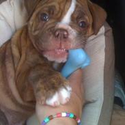 Olde english bulldogge Ferdinand