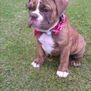 Olde english bulldogge Ferdinand