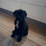 Blanding af racer *Teco* Dogo canario/Labrador
