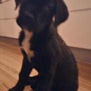 Blanding af racer *Teco* Dogo canario/Labrador