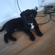 Blanding af racer *Teco* Dogo canario/Labrador