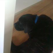 Blanding af racer *Teco* Dogo canario/Labrador
