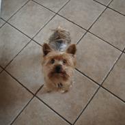 Yorkshire terrier Pjevs<3