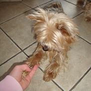 Yorkshire terrier Pjevs<3