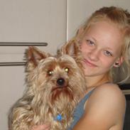 Yorkshire terrier Pjevs<3