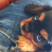 Cavalier king charles spaniel Freja