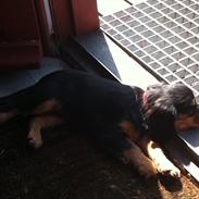 Cavalier king charles spaniel Freja