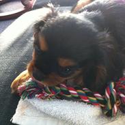 Cavalier king charles spaniel Freja