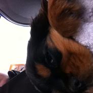 Cavalier king charles spaniel Freja