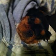 Cavalier king charles spaniel Freja