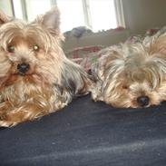 Yorkshire terrier Pjevs<3