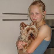 Yorkshire terrier Pjevs<3