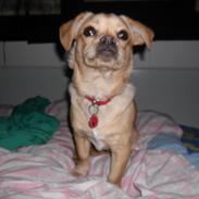 Blanding af racer Sofi