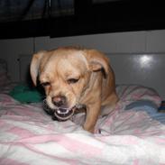 Blanding af racer Sofi