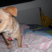 Blanding af racer Sofi