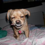 Blanding af racer Sofi