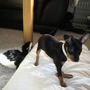 Dvaergpinscher Vedhauge Olympia