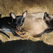 Dvaergpinscher Vedhauge Olympia