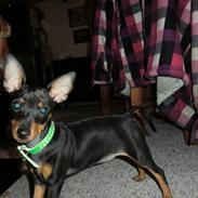 Dvaergpinscher Vedhauge Olympia