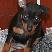 Dvaergpinscher Vedhauge Olympia