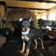 Dvaergpinscher Vedhauge Olympia