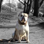 Olde english bulldogge Buffy's Junior