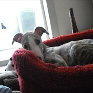 Whippet Nico