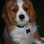 Blanding af racer Felix