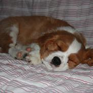 Blanding af racer Felix