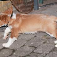 Blanding af racer Felix