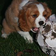 Blanding af racer Felix