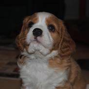 Blanding af racer Felix