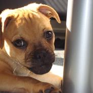 Blanding af racer Lucky 