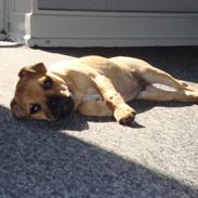 Blanding af racer Lucky 