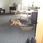 Blanding af racer Lucky 